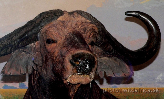 Picture 142+.jpg - Watch the details on the nose of the buffalo.